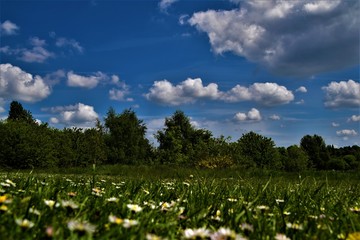 Blooming meadow in a sunny day with trees in the far background