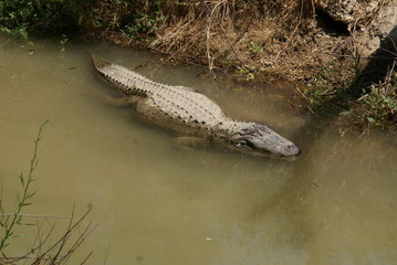 Alligator