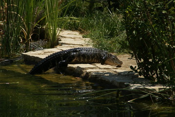 Alligator