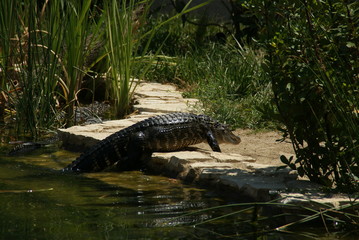 Alligator