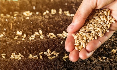 Human hand holding grains and gardening