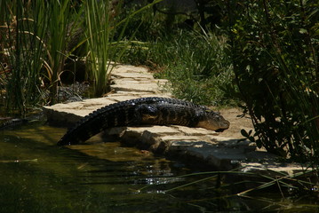 Alligator