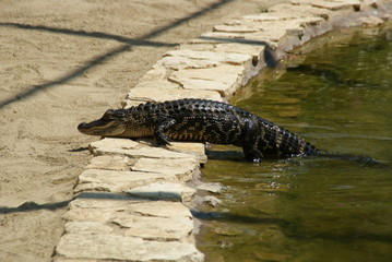 Alligator