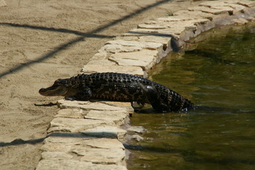 Alligator