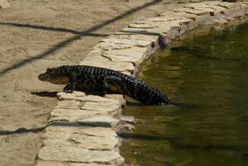 Alligator
