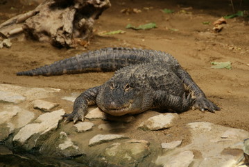 Alligator