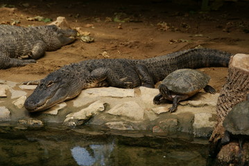 Alligator