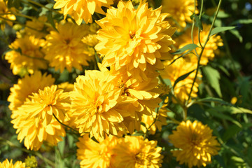 Goldball flowers