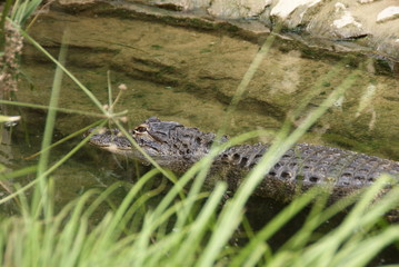 Alligator