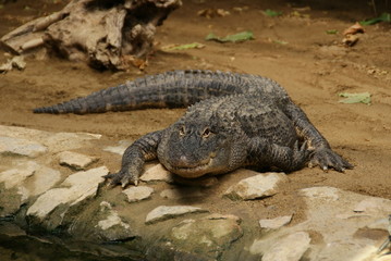 Alligator