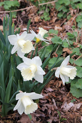 Many white daffodils on the flower bed