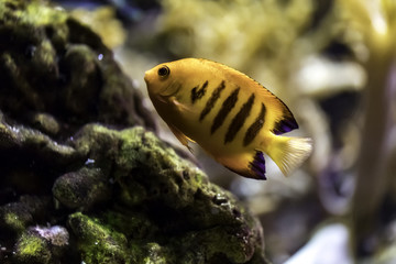 The flame angelfish (Centropyge loriculus), flame angel, flaming angelfish, and Japanese pygmy angelfish