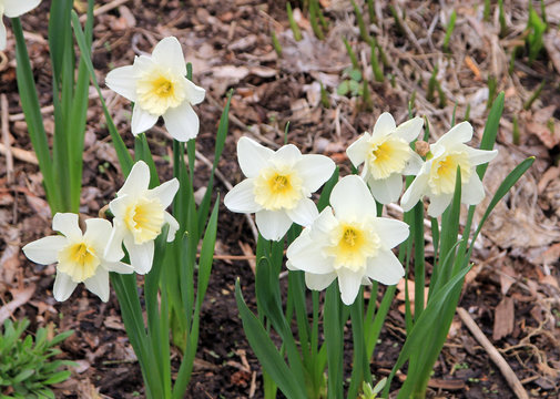 Many daffodils on the flower bed