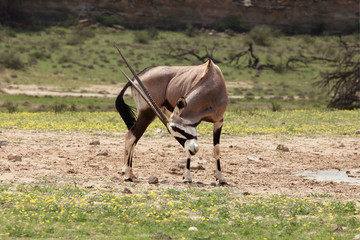 he gemsbok or gemsbuck (Oryx gazella) is scratching with long and sharp horns in the middle of...
