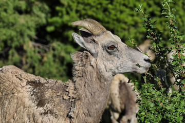 Pronghorn sheep are very common in the mountains of Yellowstone National Park and Grant Teton National Park in Wyoming and Montana.