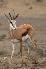 The springbok (Antidorcas marsupialis) is standing it the middle of dried valley in the desert and looking around