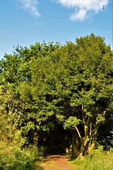 Obraz premium Woodland landscape in a sunny day