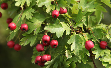Fruits du Crataegus azarolus