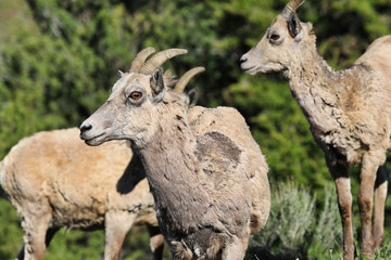 Pronghorn sheep are very common in the mountains of Yellowstone National Park and Grant Teton National Park in Wyoming and Montana.
