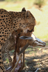 Female and kitty of cheetah (Acinonyx jubatus) are eating young springbok (Antidorcas marsupialis), mother holding the head of antelope and small cheetah want more meat