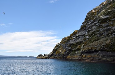 Fototapeta na wymiar view of Great Island natural coastline, many birds flying over the cliffs; Witless Bay Ecological Reserve Newfoundland, Canada