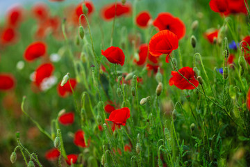 Fototapeta na wymiar red poppy flowers in a field