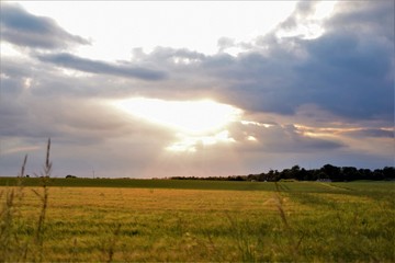 Fototapeta na wymiar Sunset over a wheat field