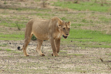 Female lion or lioness (Panthera leo) is walking in the valley in the desert and looking for possible prey