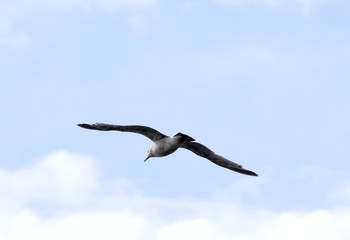 Seagull with spread wings flying away from camera, sky with white clouds in background