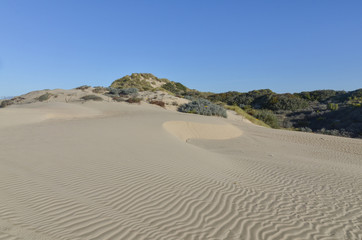 untouched sand dunes on Pacific Ocean coast Oceano Dunes State Vehicular Recreation Area, San Luis Obispo county, California, USA