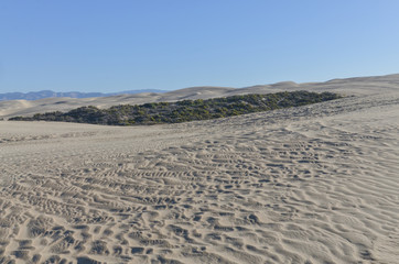 green oasis among vast sand dunes on Pacific Ocean coast Oceano Dunes State Vehicular Recreation Area, San Luis Obispo county, California, USA