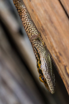reptile on a tree
