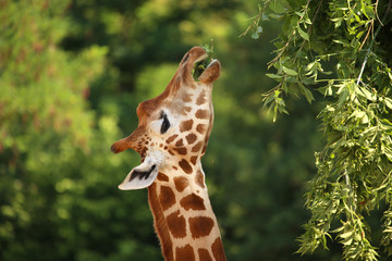 Fressende Giraffe