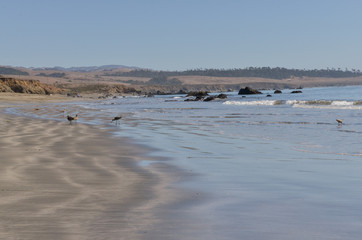 whimbrels on the sand beach near San Simeon, San Luis Obispo county, California, USA