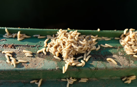 Maden quellen aus der "Gr&uuml;nen Tonne"