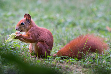 Eichhörnchen rot  - freigestellt im Grünen