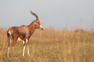 Blesbuck (Damaliscus pygargus phillipsi)