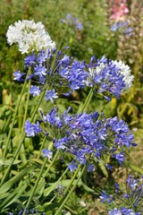 Fototapeta premium Agapanthes en Bretagne