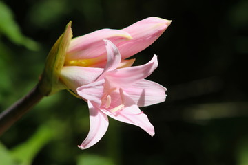 Close up flower of Belladonna Lily (common name Naked Lady)