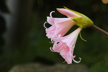 Close up flower of Belladonna Lily (common name Naked Lady)