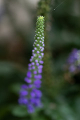 Sunny Border Blue Speedwell, flower close-up