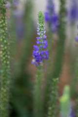 Sunny Border Blue Speedwell, flower close-up