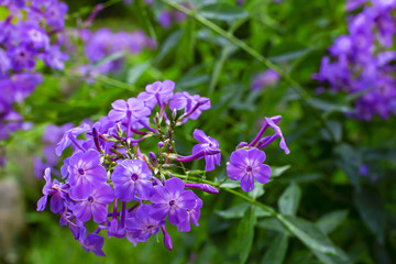 purple flowers close - up in the garden