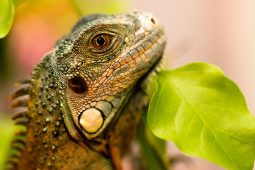 iguana close up