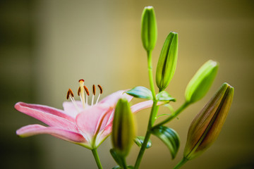 Pink Lilly 3