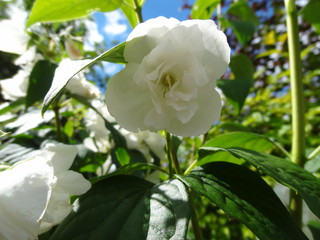 flowers