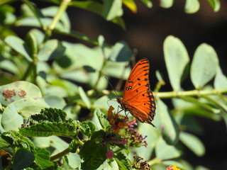 Butterfly drinking nectar from a flower