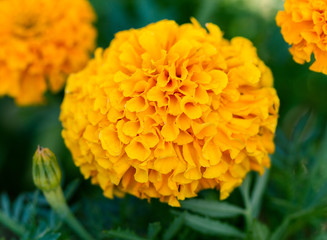 marigold flower