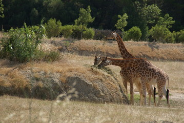 Girafe