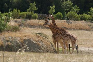Girafe